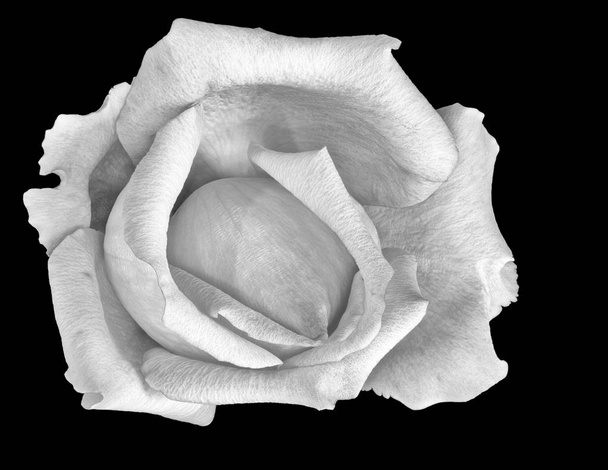 Monochrome black and white fine art still life macro flower image of a single isolated rose blossom on black background with detailed texture seen from the top - Photo, image