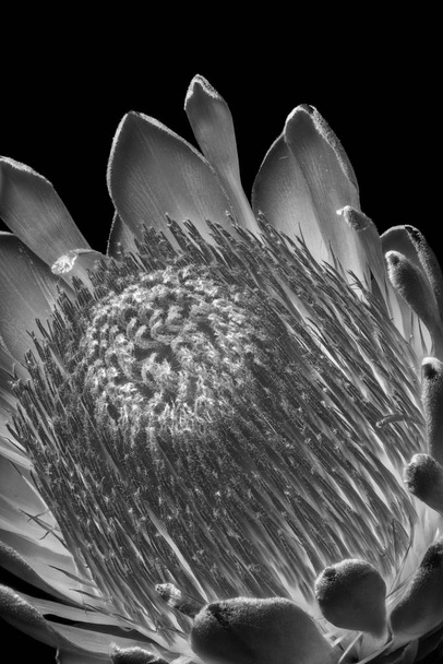 単一の孤立したプロテアの花の内側のモノクロマクロ、黒い背景、白黒の詳細な質感 - 写真・画像