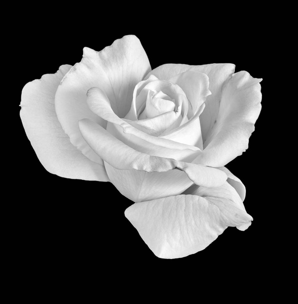 Fine art stilleven monochroom zwart-wit bloem macro foto van een enkele geïsoleerde wijd open rose bloesem met gedetailleerde textuur  - Foto, afbeelding