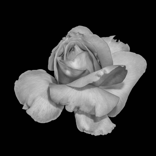 Monochromes Schwarz-Weiß Fine Art Stillleben Makroblume Bild einer einzelnen isolierten Rosenblüte auf schwarzem Hintergrund mit detaillierter Textur - Foto, Bild