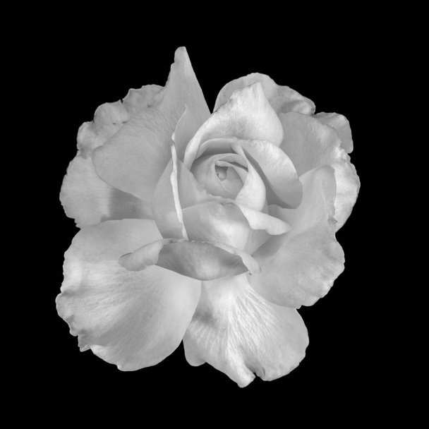Φωτεινό μονόχρωμη μαύρο και άσπρο τέχνης νεκρή λουλούδι μακροεντολή από μια ενιαία άνθος απομονωμένο τριαντάφυλλο, μαύρο φόντο, λεπτομερή υφή, εκλεκτής ποιότητας ζωγραφική στυλ - Φωτογραφία, εικόνα