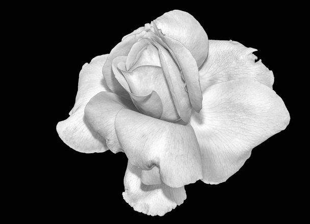 Monochrom feine Kunst Stillleben hell florales Makro einer einzelnen isolierten Rosenblüte, schwarzer Hintergrund, detaillierte Textur, Vintage-Malstil  - Foto, Bild