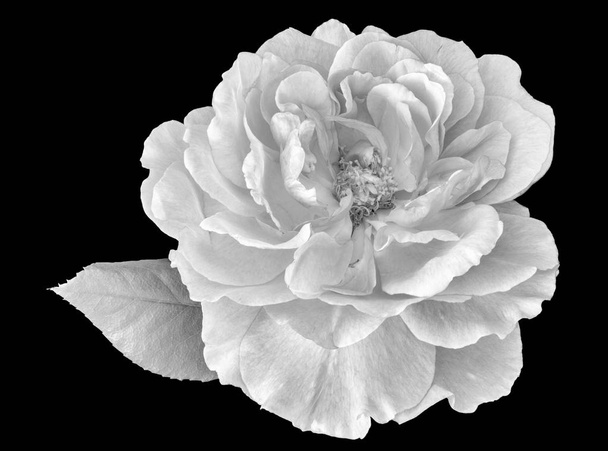 Monochrome black and white fine art still life bright floral macro flower image of a single isolated wide open rose blossom and a leaf, black background,detailed texture,vintage painting style  - Photo, Image