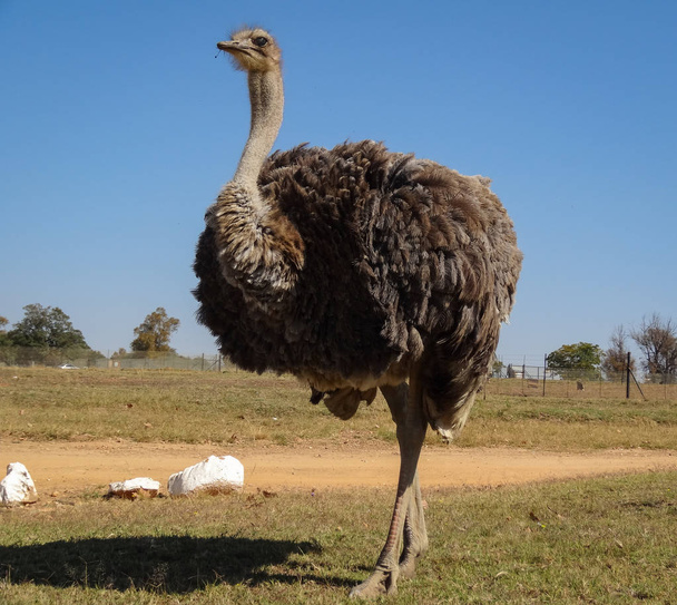 Full-Length Ostrich in South Africa  - Fotó, kép