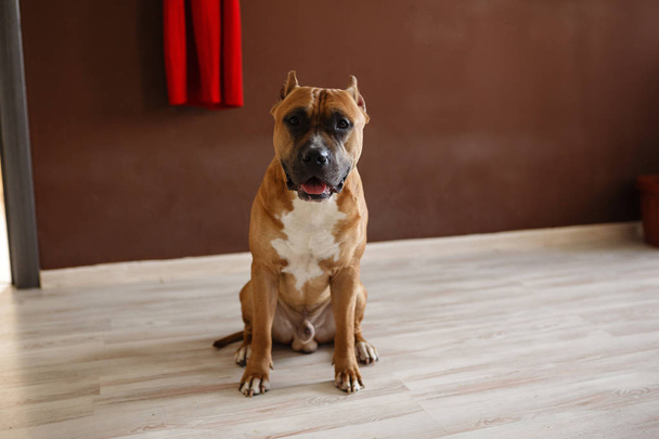 Photo of young pretty home dog - Valokuva, kuva