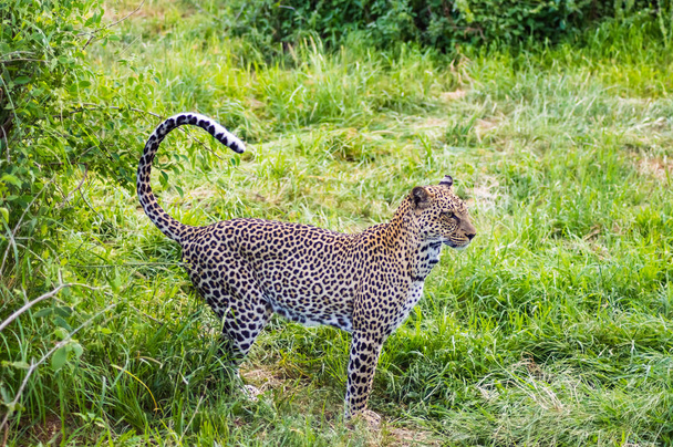 Un leopardo che cammina nella foresta di Samburu
  - Foto, immagini