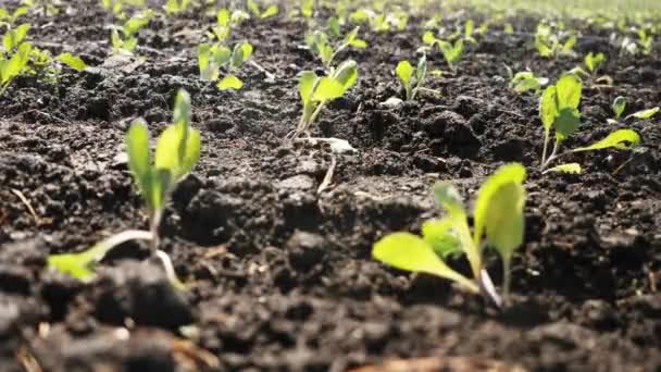 Close-up de irrigação de plantação. Aspersor irriga culturas vegetais
. - Filmagem, Vídeo