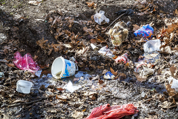 gatito de la calle bebe agua de un charco de agua rodeado de junk.cat entre muchos basura en el entorno urbano
. - Foto, Imagen