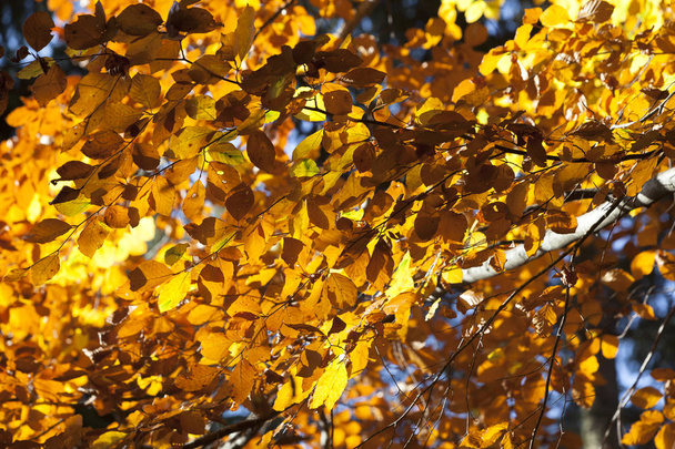 Színes őszi erdő panoráma - Fotó, kép