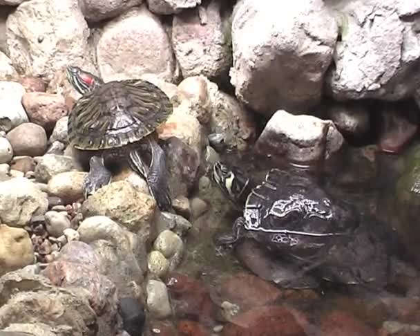 trzy żółwie w zoo miasto - Materiał filmowy, wideo
