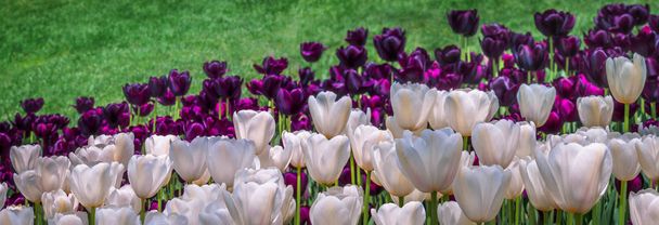 Разноцветные тюльпаны как широкая цветочная панорама для веб-заголовка или рекламного фона для шаблона весеннего сезона. Цветы тюльпанов в садах Амстердама в апреле и марте
. - Фото, изображение