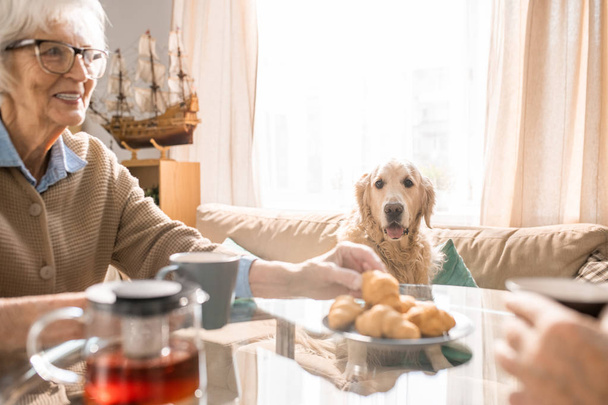 Portret van verwend schattig hond kijken Senior vrouw het nemen van biscuit uit tabel, kopieer ruimte - Foto, afbeelding