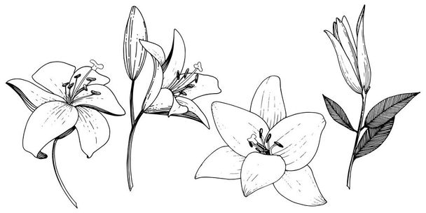 Vektori Lily kukka kasvitieteellinen kukka. Musta ja valkoinen kaiverrettu muste taidetta. Eristetty liljat kuva elementti
. - Vektori, kuva