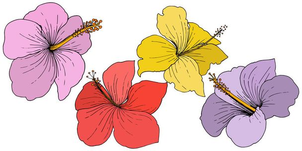 ハイビスカス花の熱帯花をベクトルします。刻まれたインク アート。白い背景の上の隔離されたハイビスカス イラスト要素. - ベクター画像
