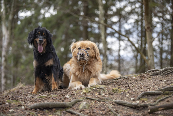 mooie hond hovawart bewaken ras uit Duitsland - Foto, afbeelding