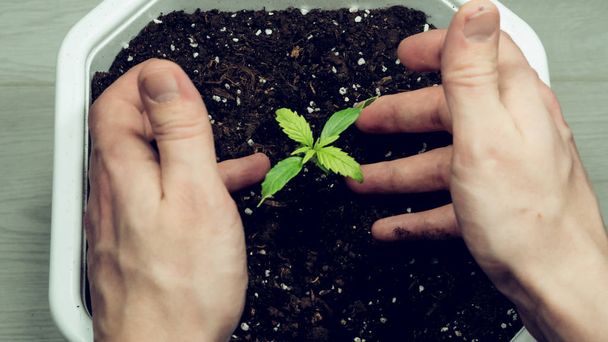 Sprout of medical marijuana plant growing indoor. Cannabis plant - Foto, Imagen