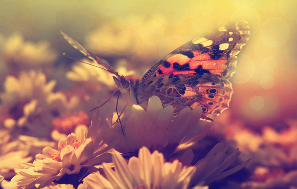 Perhonen auringonlaskussa
 - Valokuva, kuva
