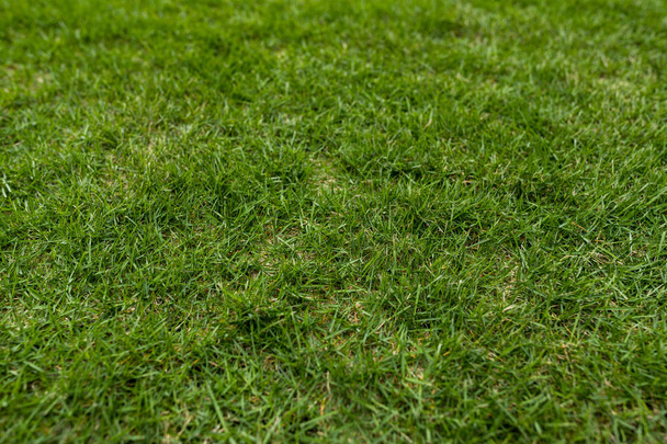 Zelená louka na trávu v parku - Fotografie, Obrázek