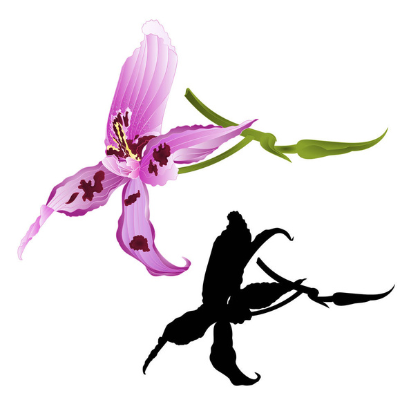 Stonek s kytičkou a pupeny, krásné tropické orchideje Dendrobium nobile spatřen fialové a bílé closeup vintage vektorové ilustrace upravitelné ruční kreslení - Vektor, obrázek