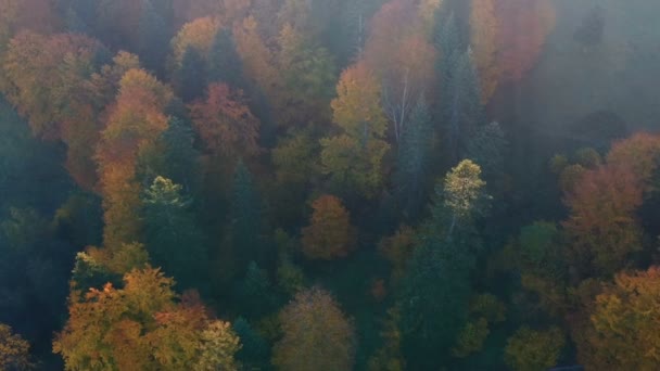 Εναέρια θέα του πολύχρωμου δάσους, στην άκρη της λίμνης του βουνού, με όμορφα αντανακλαστικά - Πλάνα, βίντεο