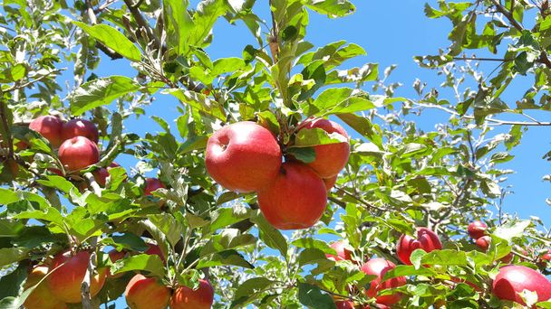 Kypsä omenapuun oksa
 - Valokuva, kuva