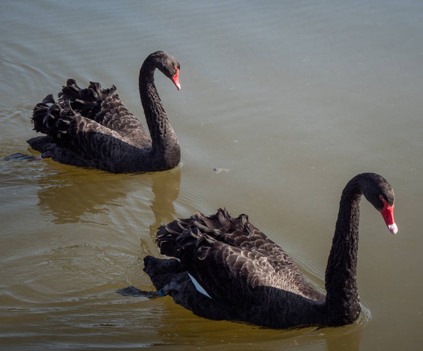 Famous Black Swans at Leeds Castle in England - KENT, ENGLAND - FEBRUARY 20, 2019 - Foto, afbeelding