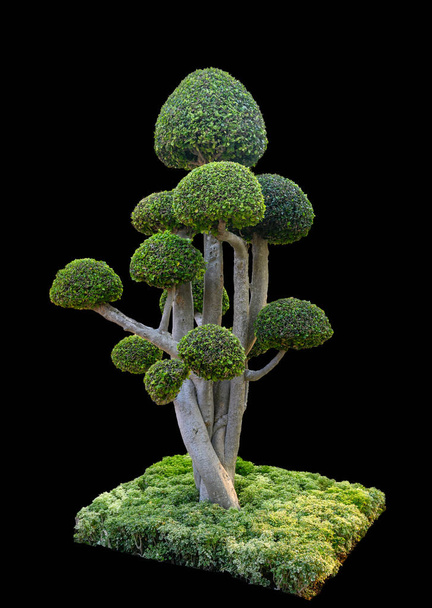 Forma de curvatura de árvore de Banyan com expansão
 - Foto, Imagem