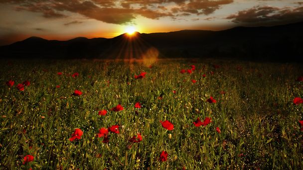 Feld mit vielen roten Mohnblumen mit Bergen und Sonnenblumen - Foto, Bild