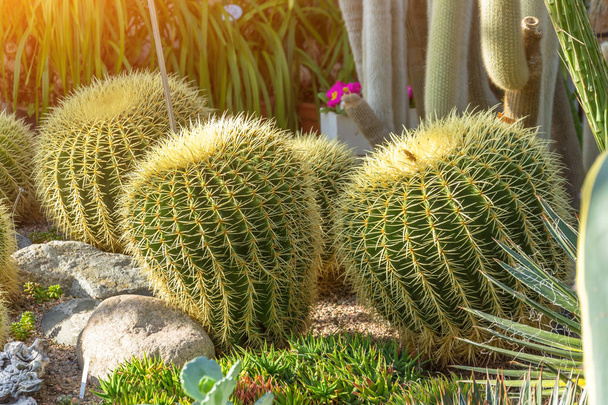 Verscheidene grote ronde cactussen in de kas - Foto, afbeelding