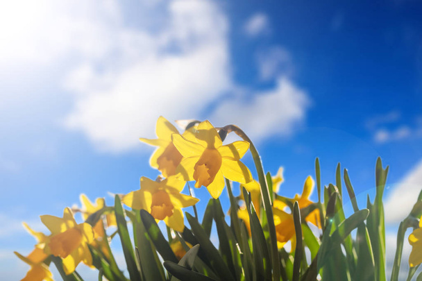 Frühlingsblumen, gelbe Narzissen auf blauem Himmel Hintergrund - Foto, Bild