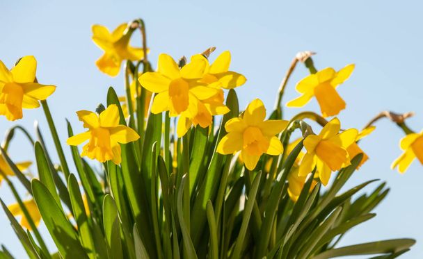 Wiosenne kwiaty, żółte żonkile, na tle błękitnego nieba - Zdjęcie, obraz