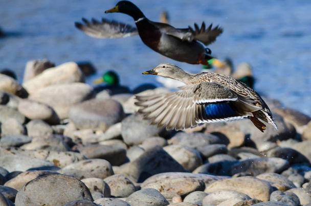 Kachny divoké při letu ze skalnatého břehu řeky - Fotografie, Obrázek