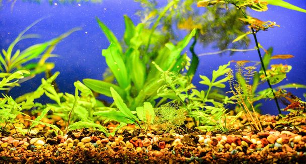 Aquarium avec eau douce, pierres sauvages et algues
 - Photo, image