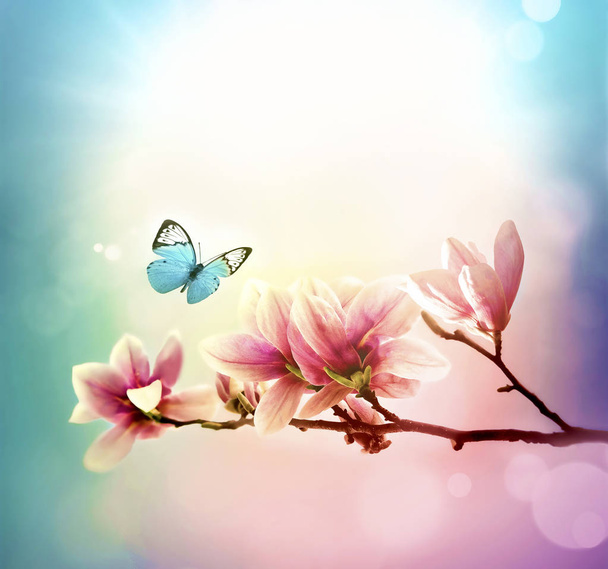 Vista de magnólia bonita e borboleta com fundo azul céu. Conceito de primavera e verão
. - Foto, Imagem