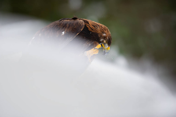 Aigle royal nettoyer son bec à l'aide d'une griffe
 - Photo, image