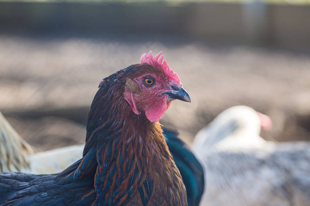 Free range chicken on a farm - 写真・画像