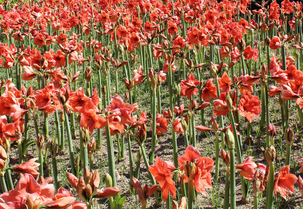 Beautiful field of red Amaryllis flower - Photo, Image