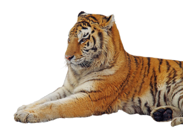 Na białym pobyt Tygrys - Zdjęcie, obraz