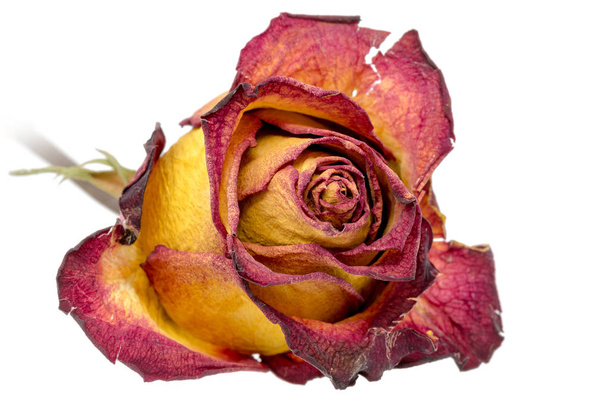 Sárga-vörös rózsa, szárított levelek, elszigetelt fehér - Fotó, kép