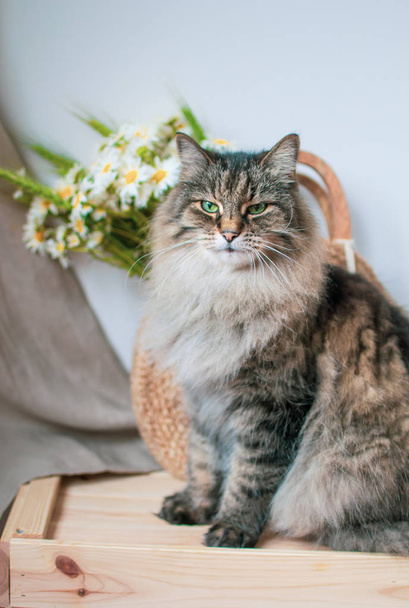 Cat Sitting on Wooden Box, Horários de verão, Camomila de flores, Estilo Eco
 - Foto, Imagem
