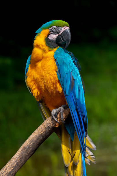 Papukaijalintu (Severe Macaw) oksalla
  - Valokuva, kuva