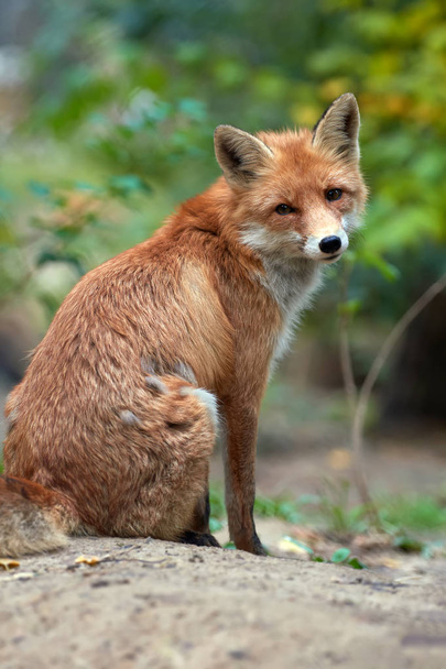 Wild young red fox (vulpes vulpes) vixen scavenging in a forest - Photo, Image