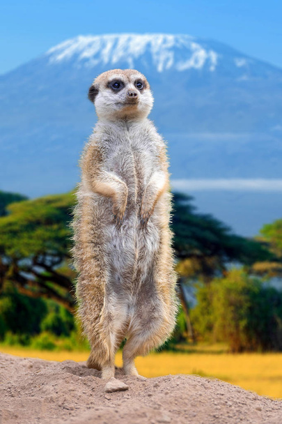Meerkat vista in piedi
  - Foto, immagini