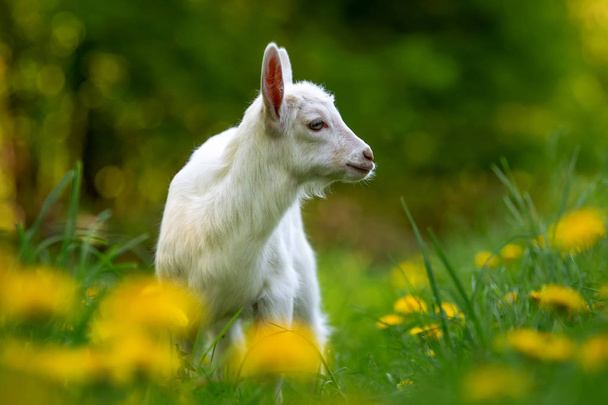 White baby goat standing on green grass - Photo, Image