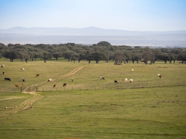 Lehmät laiduntavat Salamancassa (Espanja). Ekologinen laajaperäisen karjan käsite
. - Valokuva, kuva