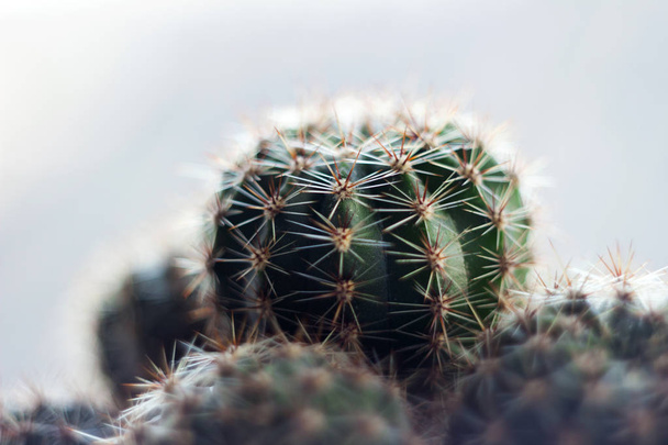 grüner runder Kaktus mit Nadeln, Makro, Hintergrund. Stacheliger Plan - Foto, Bild