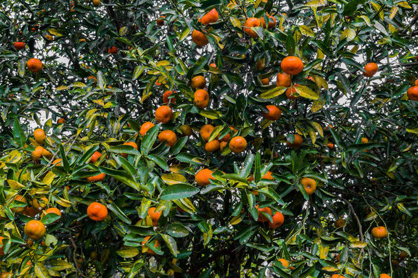 Mandarinkový strom v Harvest - Fotografie, Obrázek
