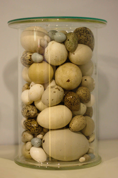 Vidrio que contiene huevos de diferentes aves
. - Foto, Imagen