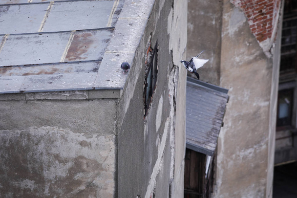 Duiven op een roestig dak van een gebouw bewoonde maar verwaarloosde - Foto, afbeelding
