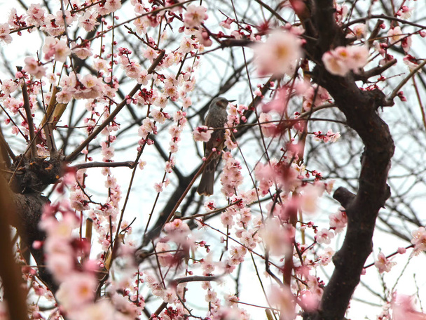 春、海雲台, 釜山, 韓国, アジアの鳥が咲いているアプリコット - 写真・画像